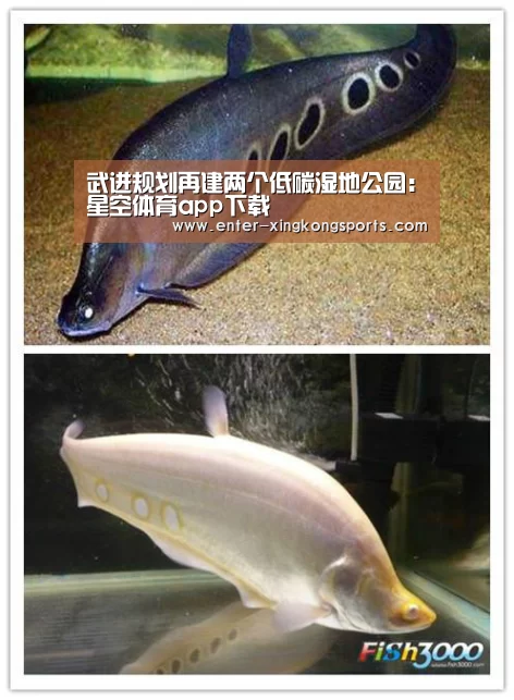 星空体育官方下载